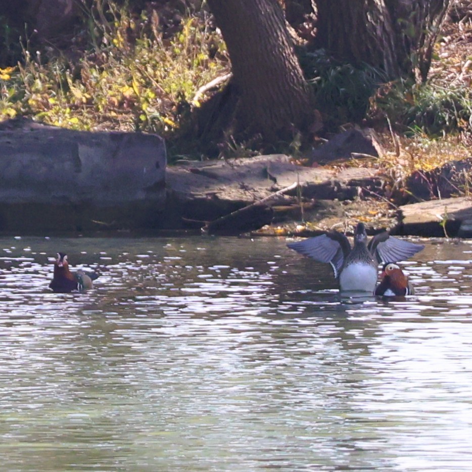 Canard mandarin - ML646288870