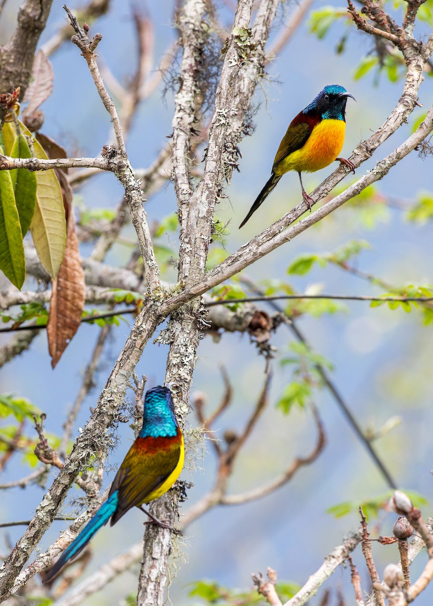 Souimanga à queue verte - ML646288871