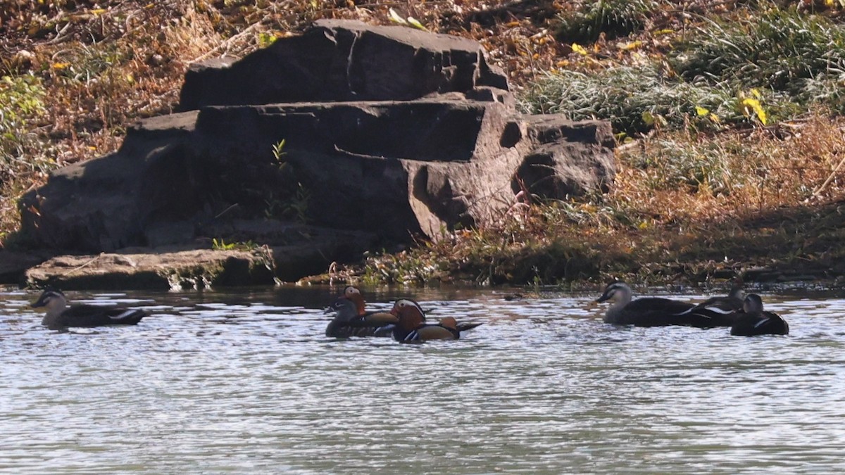 Canard mandarin - ML646288872