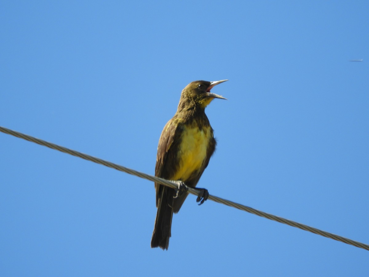 Carouge dragon - ML646288874