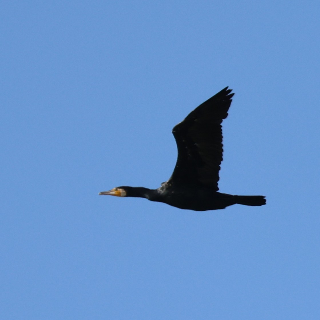 Grand Cormoran - ML646288875