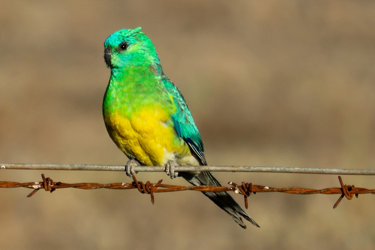 ビセイインコ - ML646288876