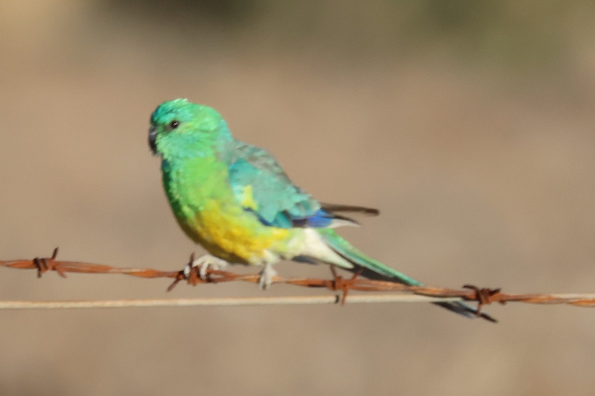 ビセイインコ - ML646288877