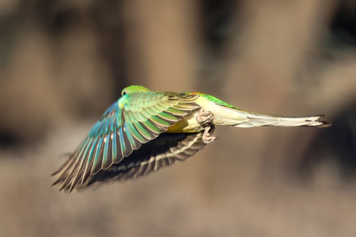 ビセイインコ - ML646288878