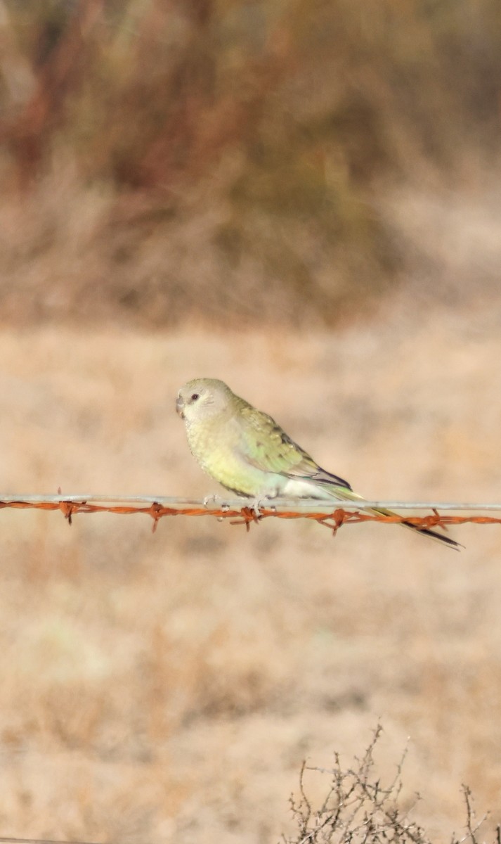 ビセイインコ - ML646288879