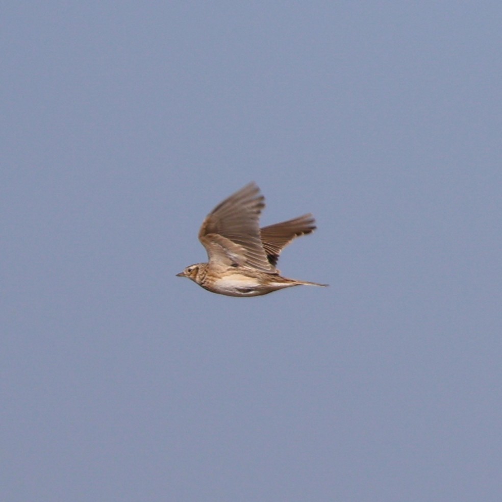 ヒバリ - ML646288880