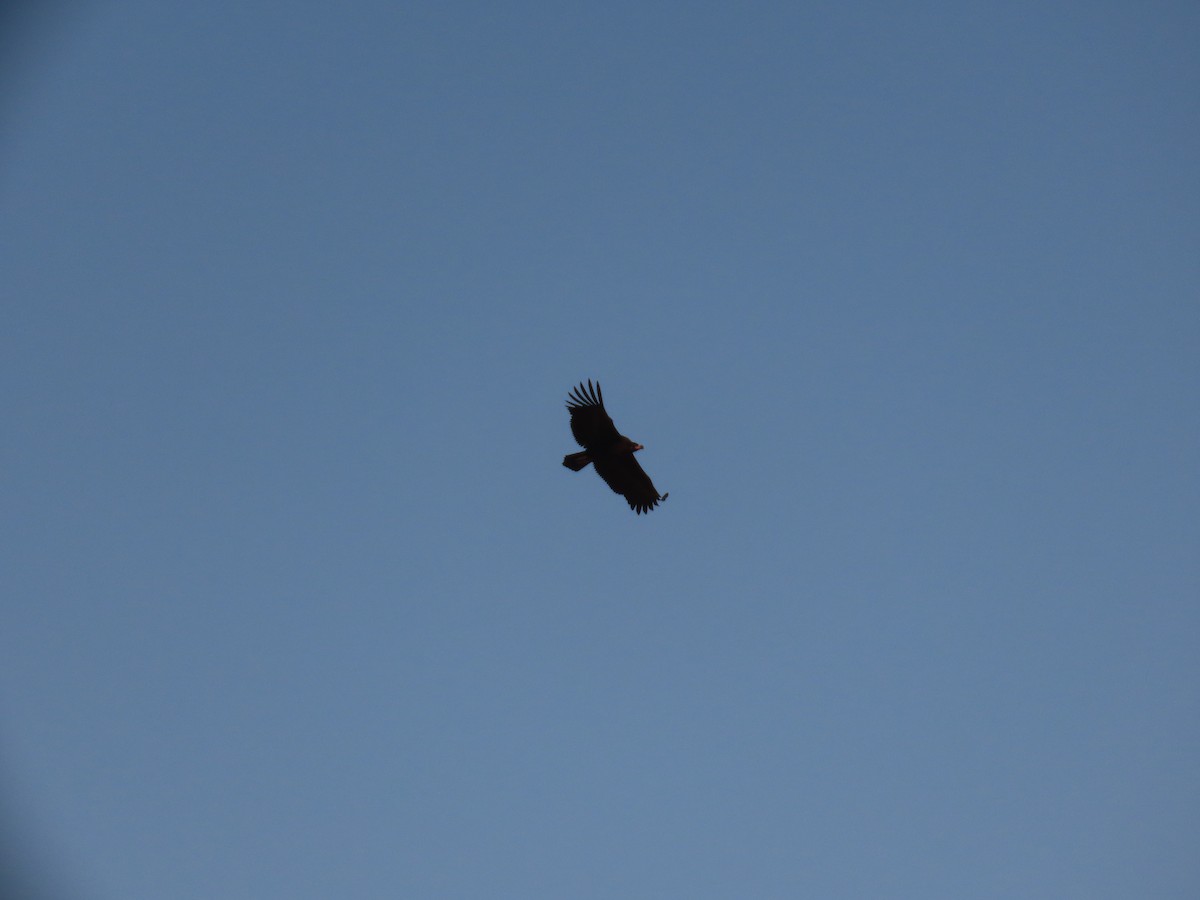 クロハゲワシ - ML646288882