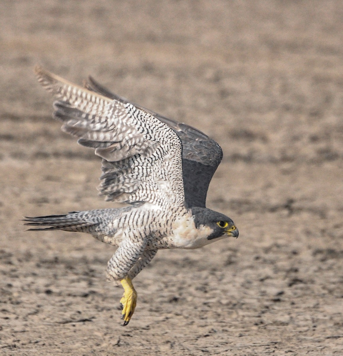 ハヤブサ - ML646288884