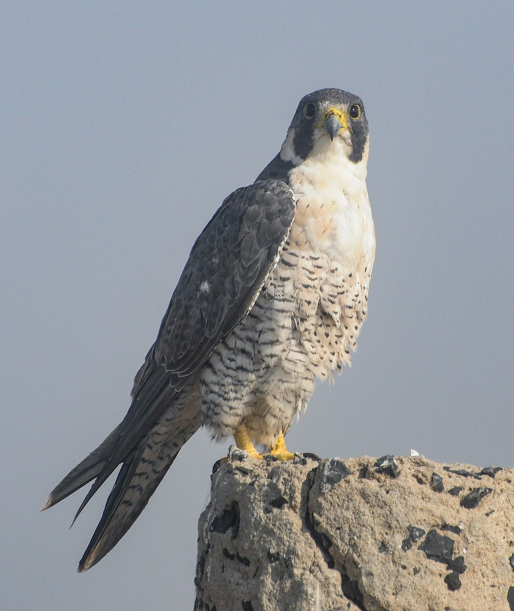 ハヤブサ - ML646288885