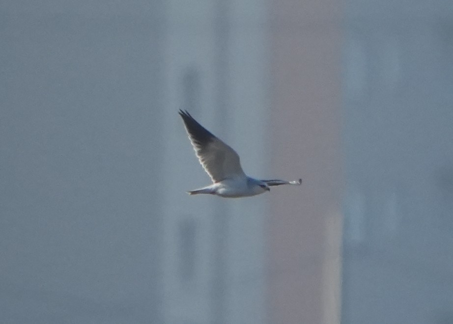 Black-winged Kite - ML646288887