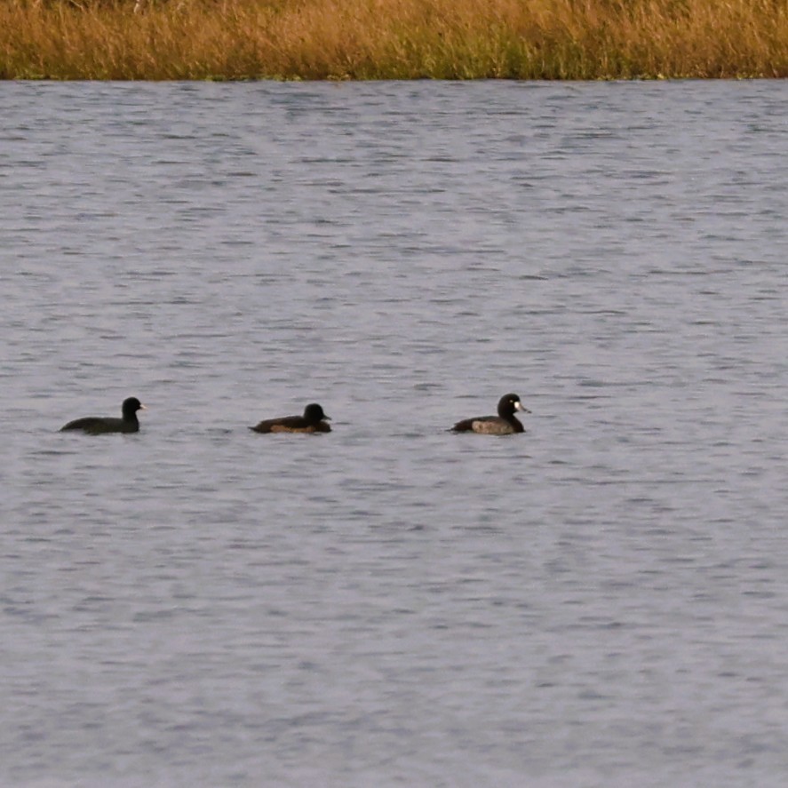 スズガモ - ML646288888