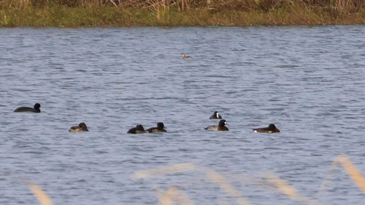 スズガモ - ML646288889