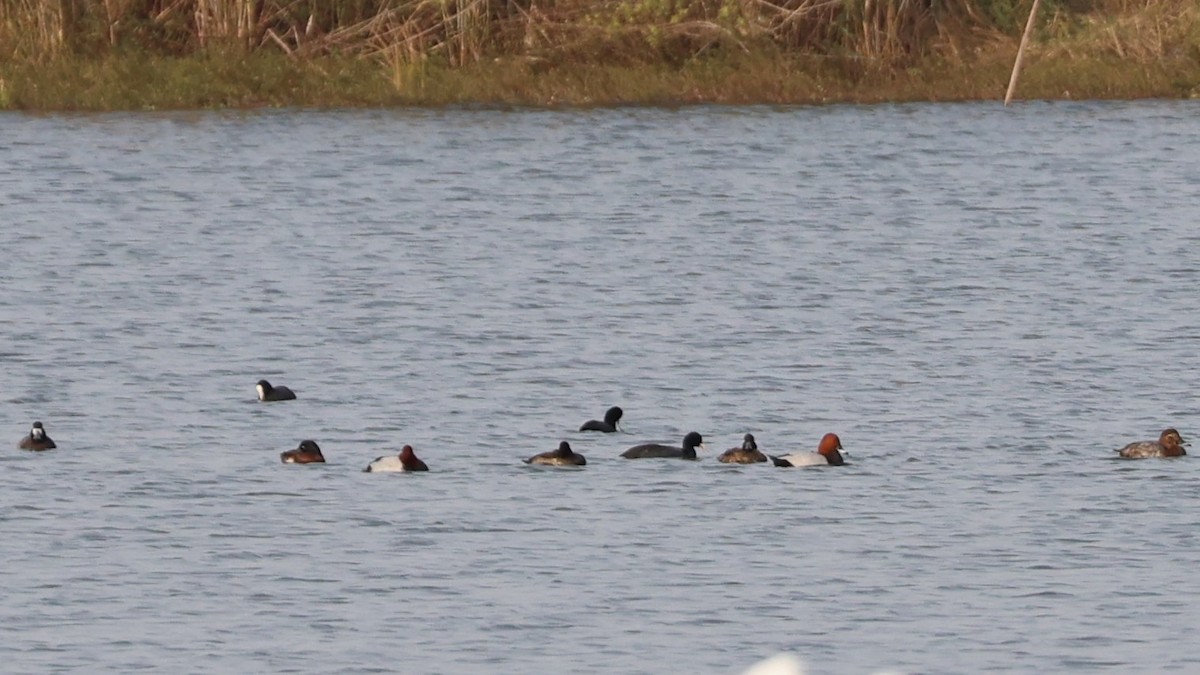 アカハジロ - ML646288893