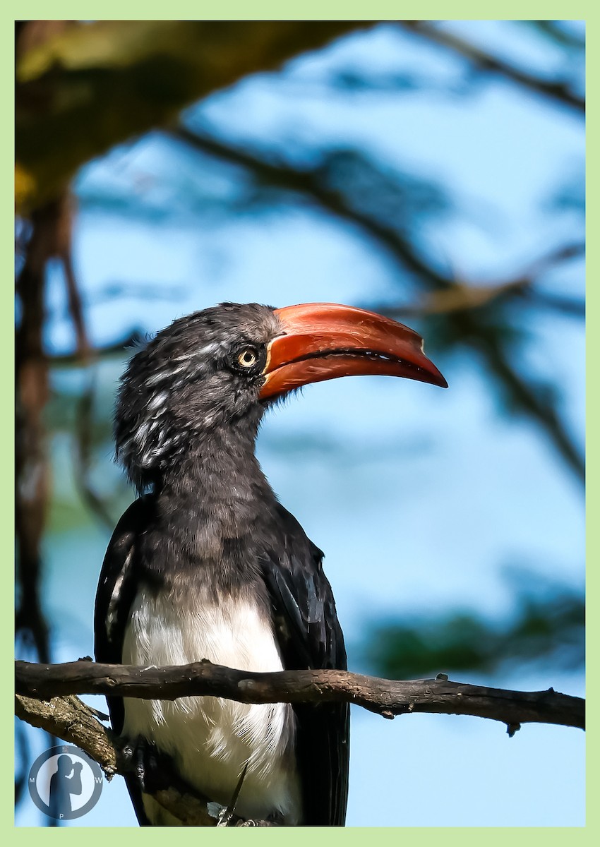 カンムリコサイチョウ - ML646288895