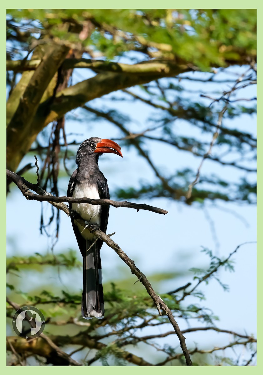 カンムリコサイチョウ - ML646288896