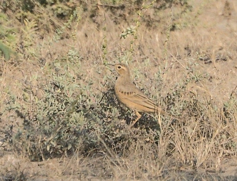 ハシナガビンズイ - ML646288897