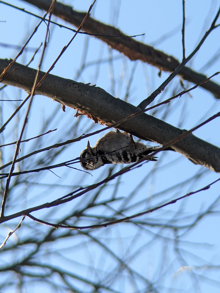 コアカゲラ - ML646288899