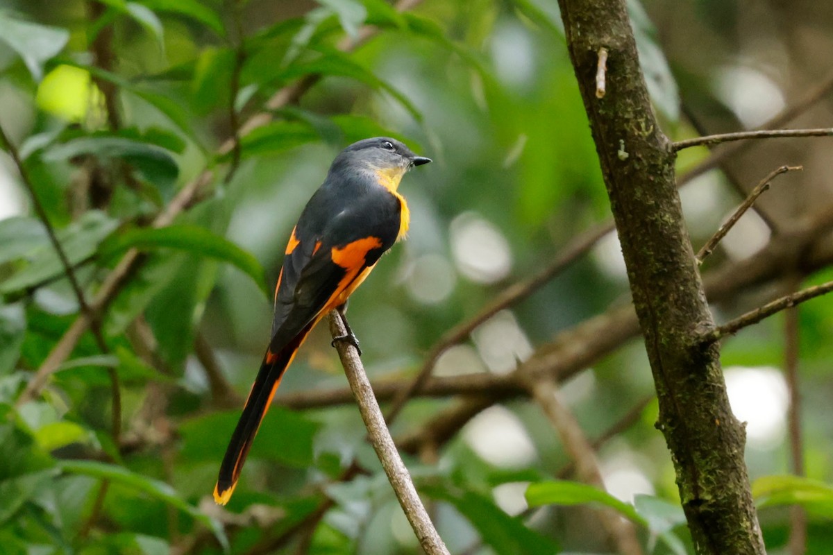 ベニサンショウクイ - ML646288901