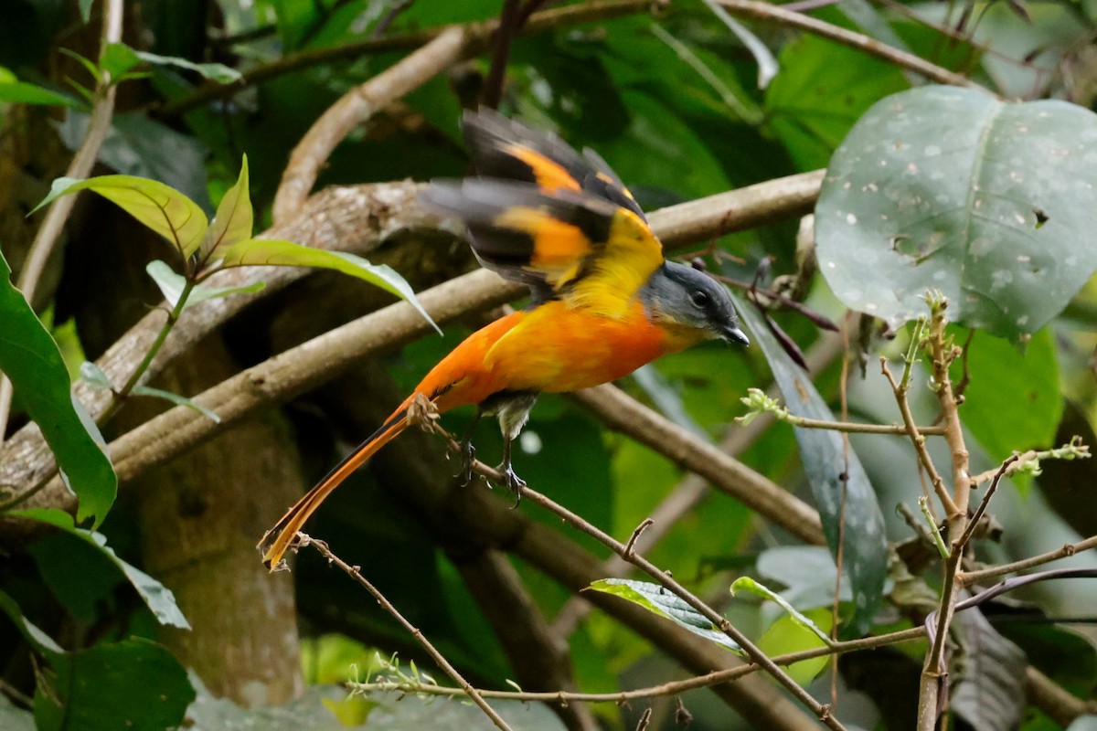 ベニサンショウクイ - ML646288902