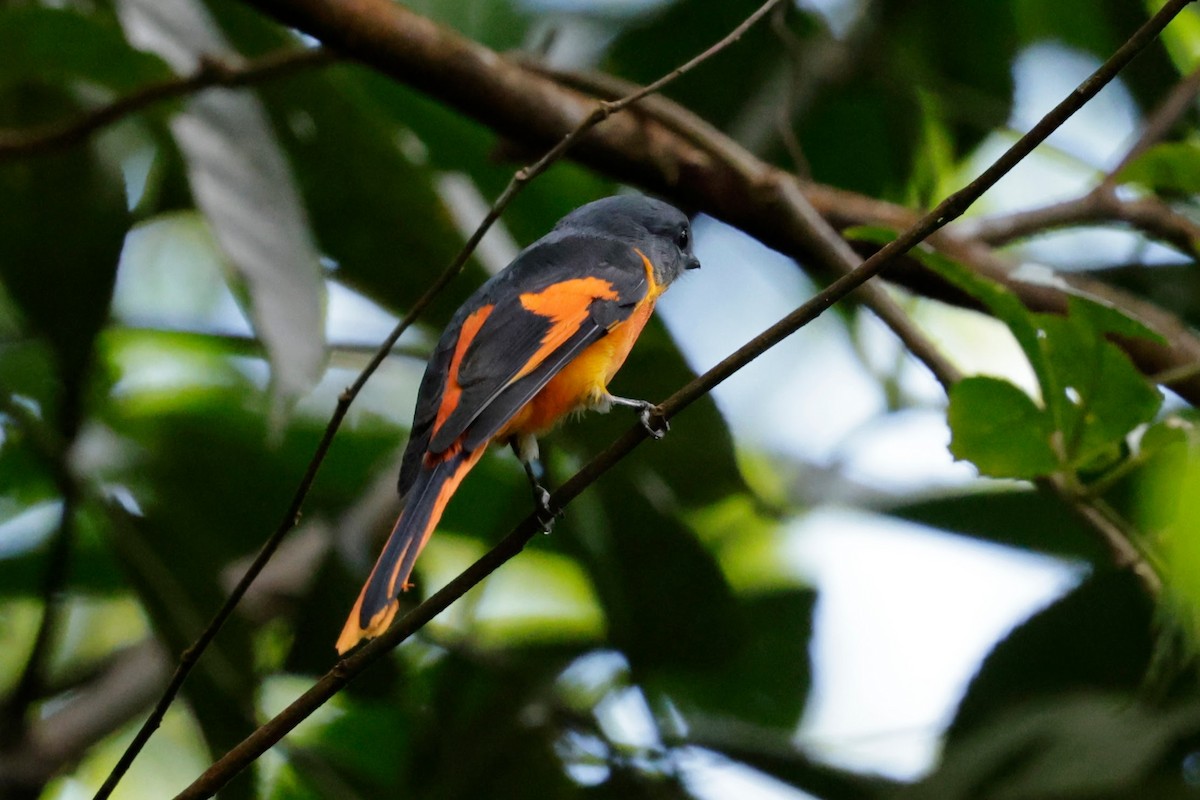 ベニサンショウクイ - ML646288903