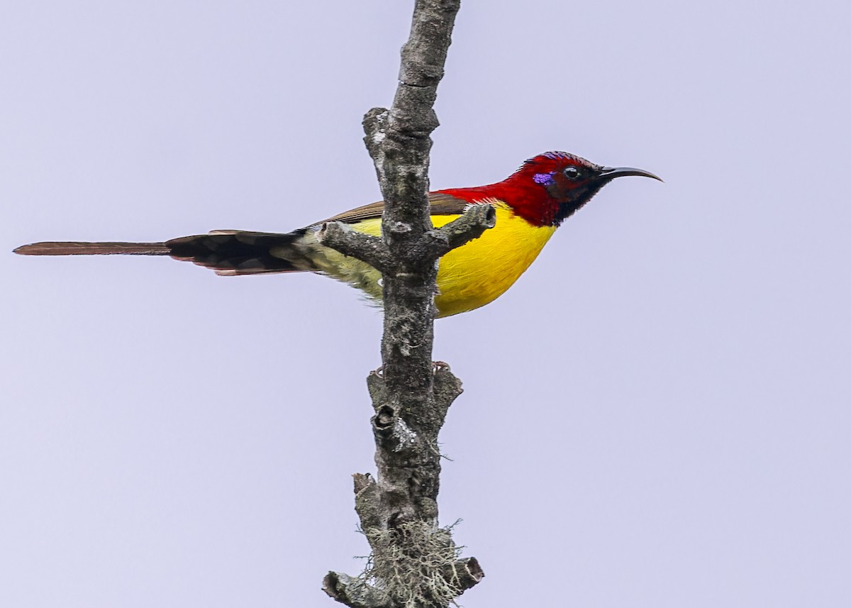 ルリオタイヨウチョウ - ML646288907