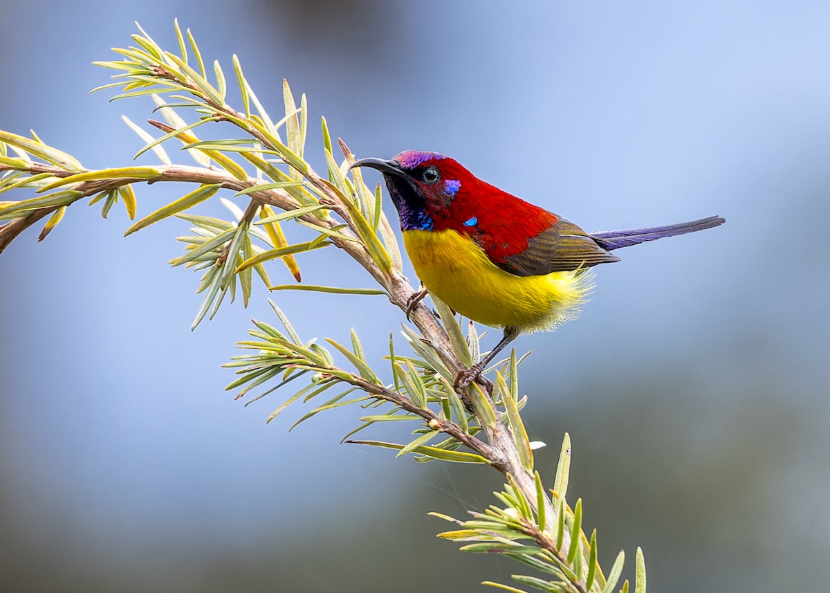 ルリオタイヨウチョウ - ML646288908