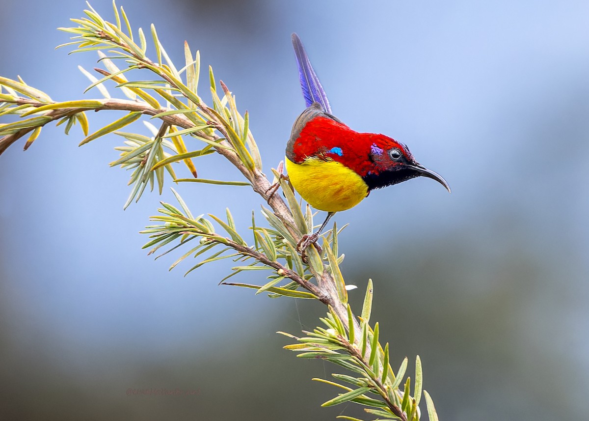 ルリオタイヨウチョウ - ML646288909