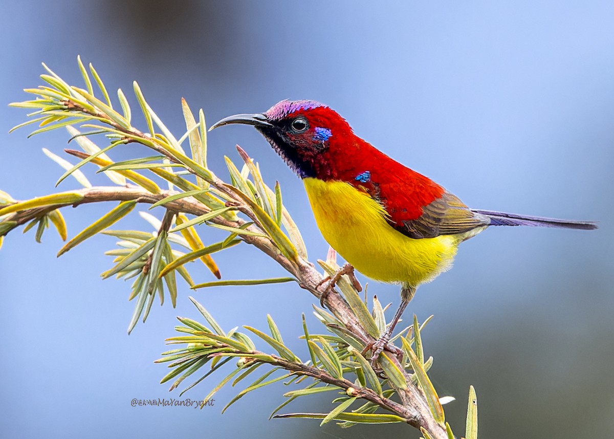 ルリオタイヨウチョウ - ML646288910