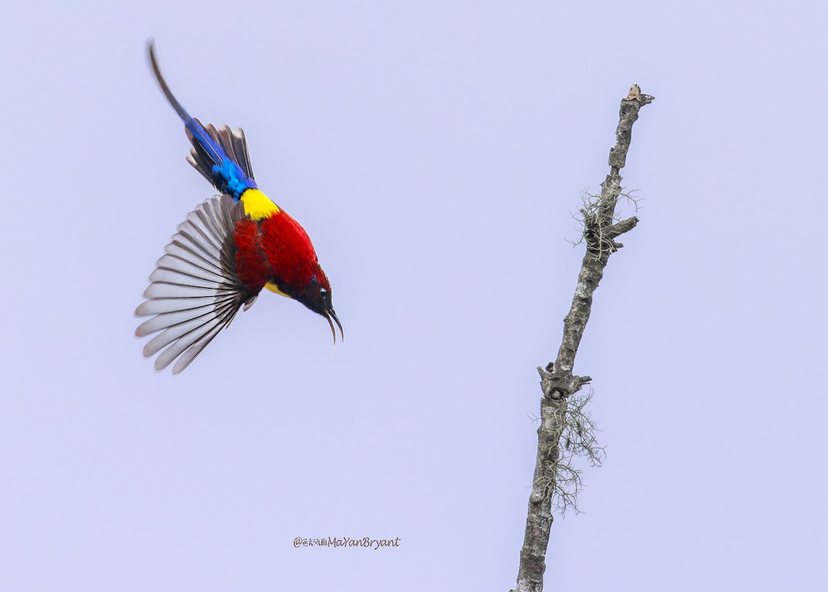 ルリオタイヨウチョウ - ML646288911