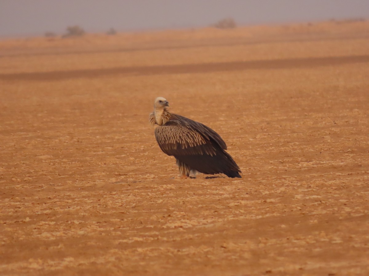 Himalayan Griffon - ML646288912