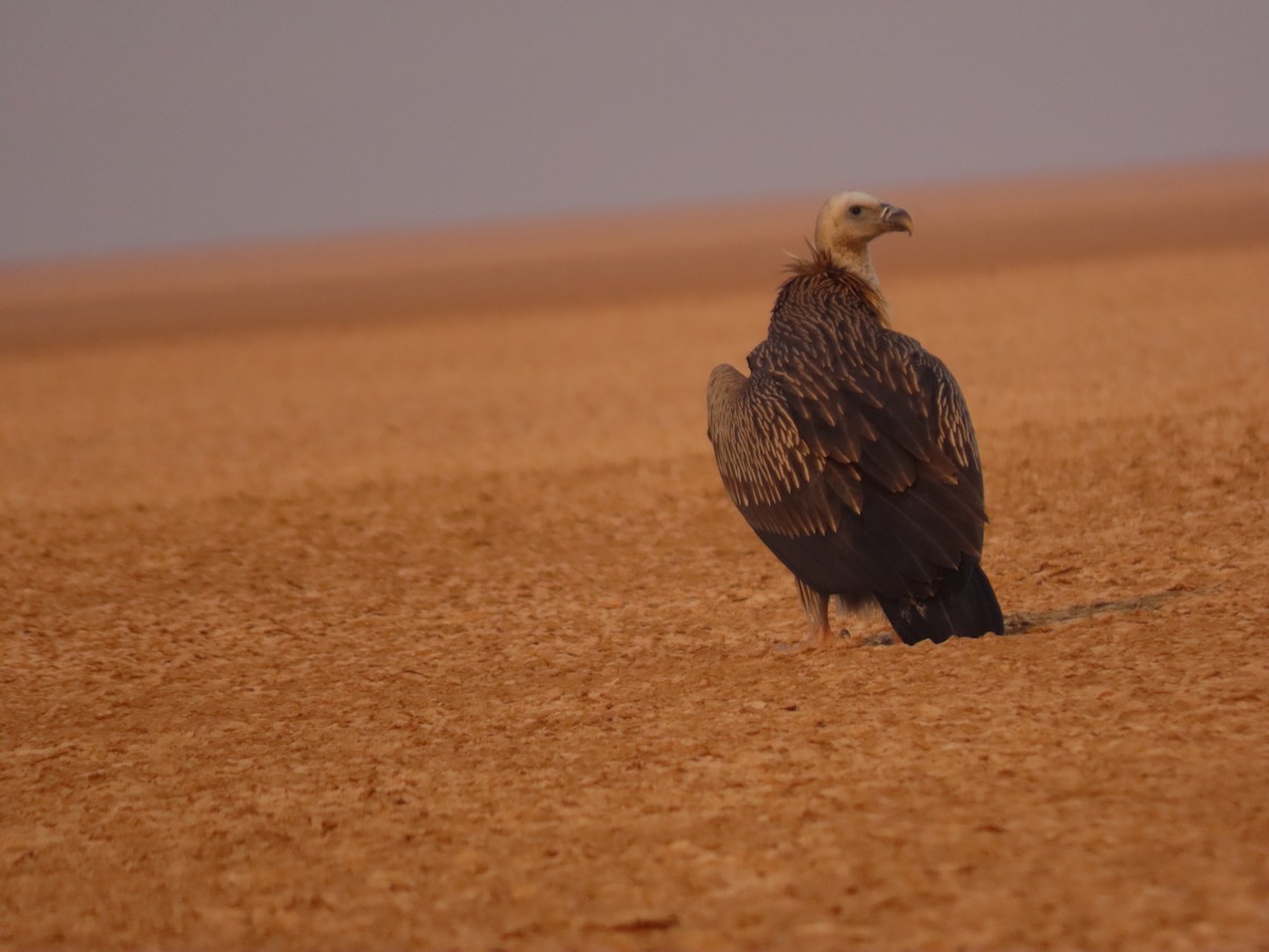 Himalayan Griffon - ML646288913