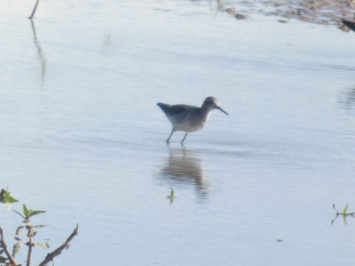 vodouš bahenní - ML646288915