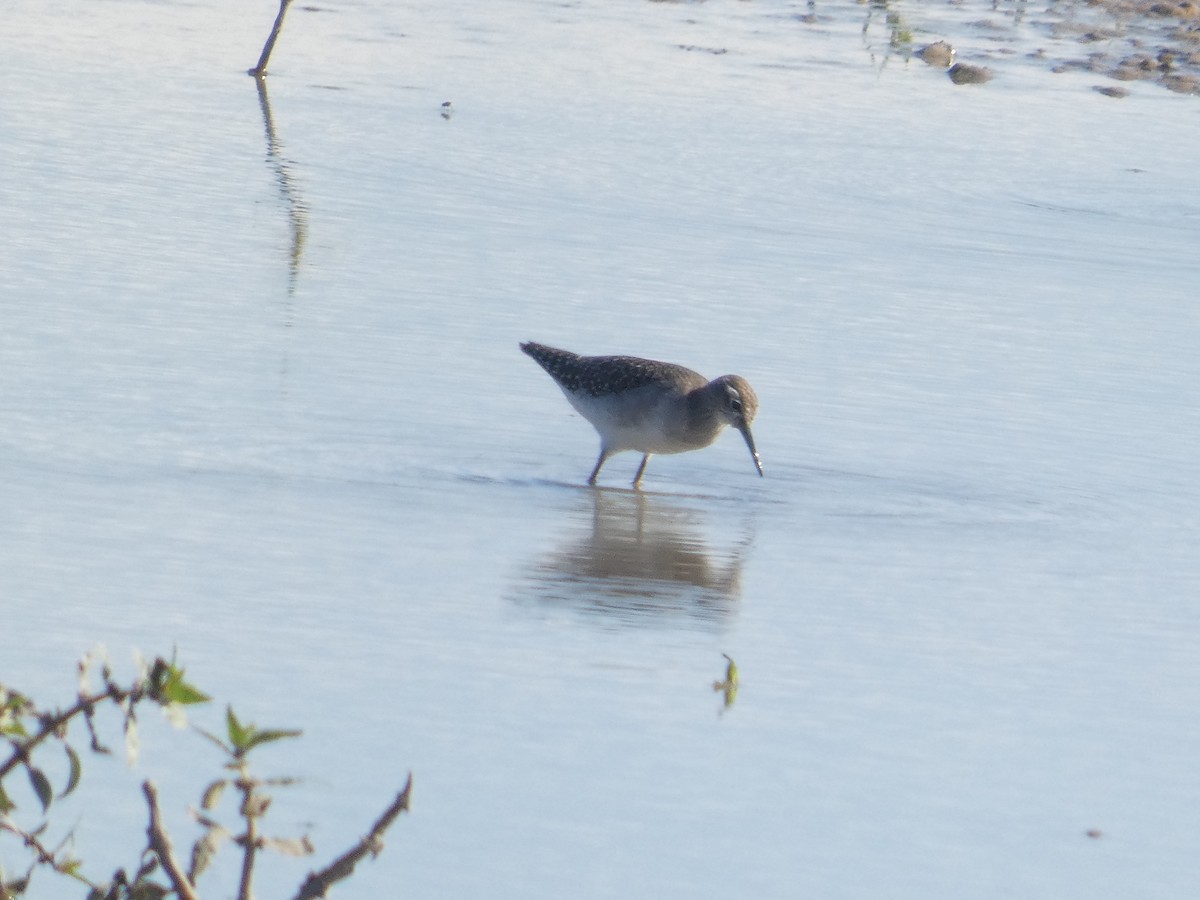 vodouš bahenní - ML646288917