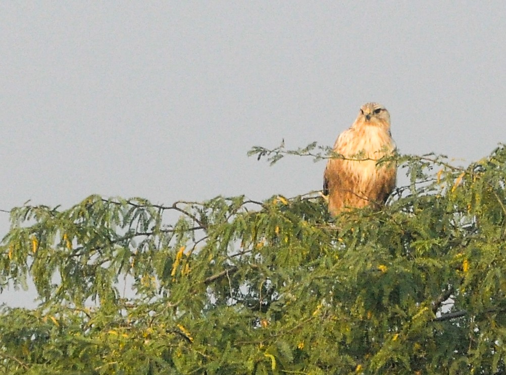 Buse féroce - ML646288921