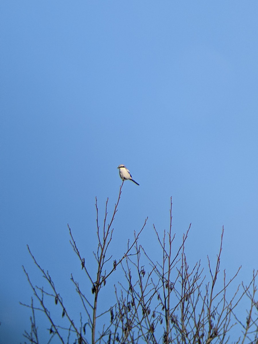 ťuhýk šedý - ML646288922