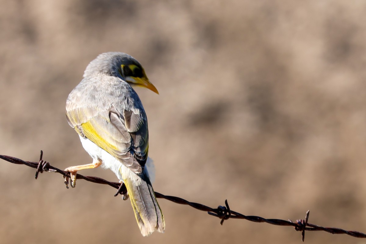 Yellow-throated Miner - ML646288929