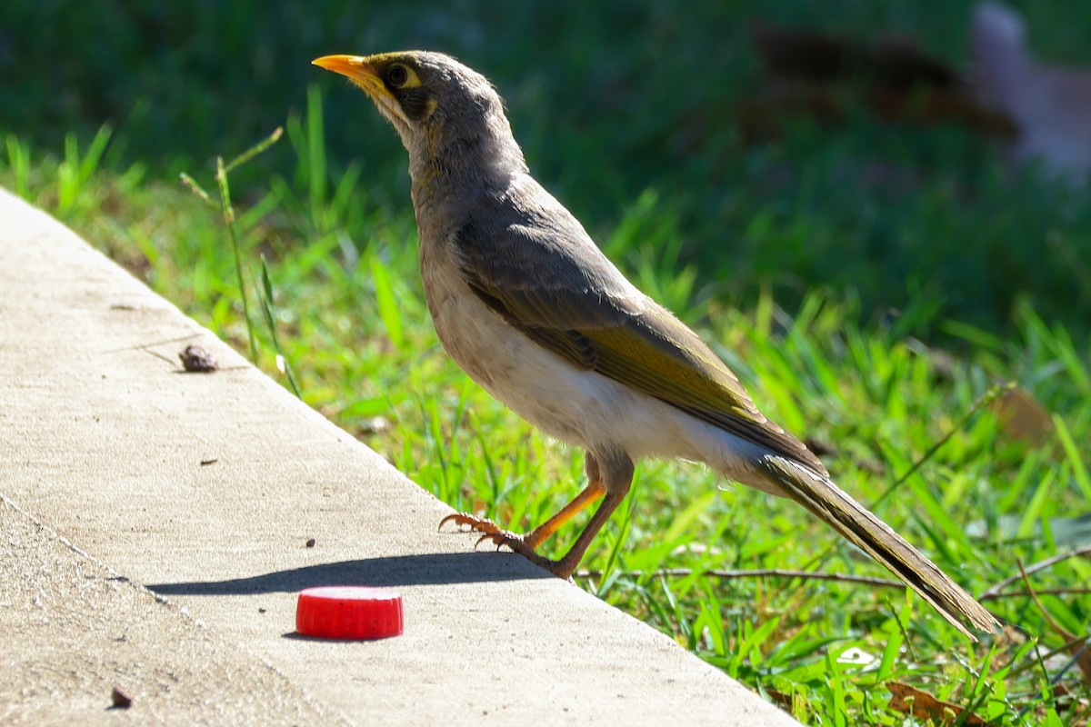 Polochion à menton jaune - ML646288931
