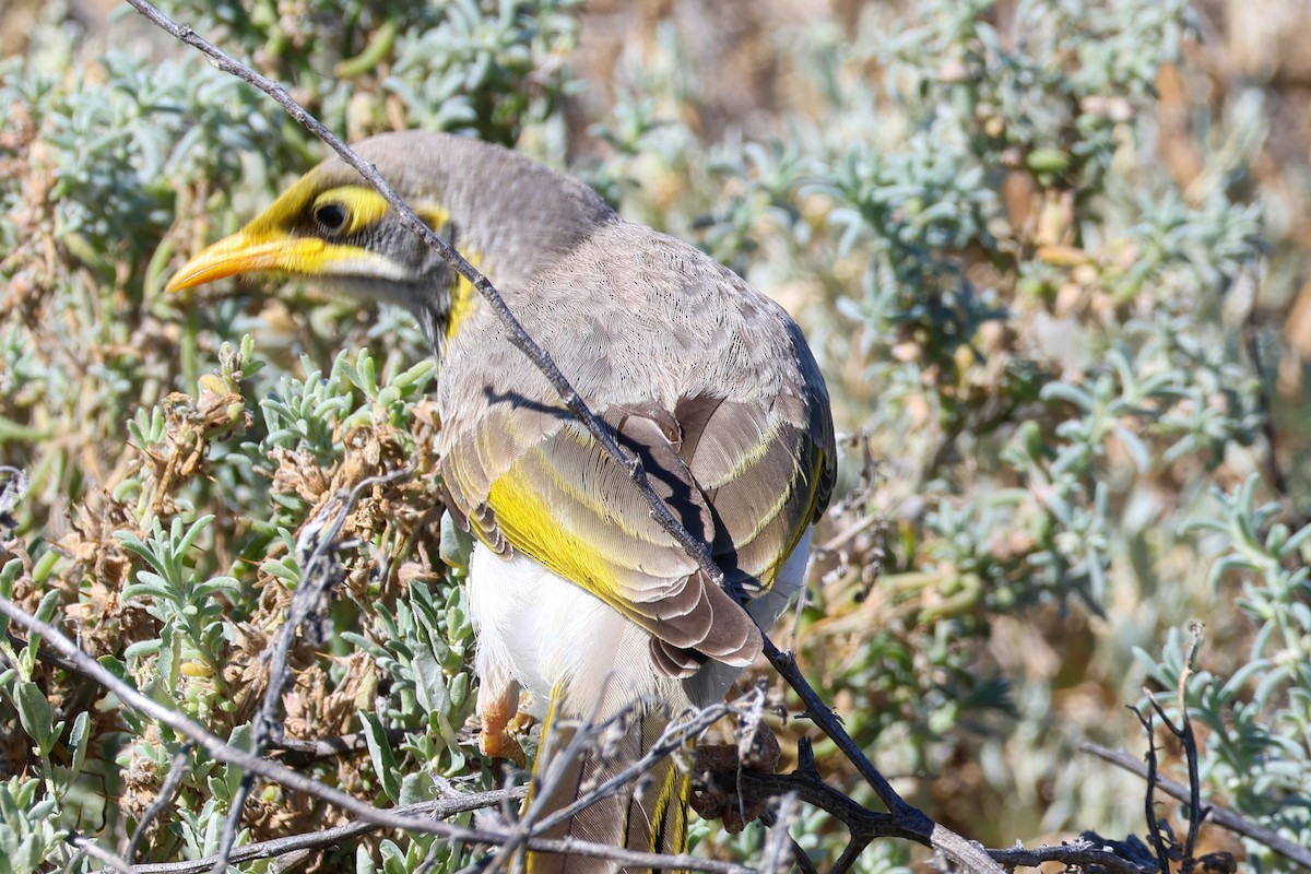 Polochion à menton jaune - ML646288932