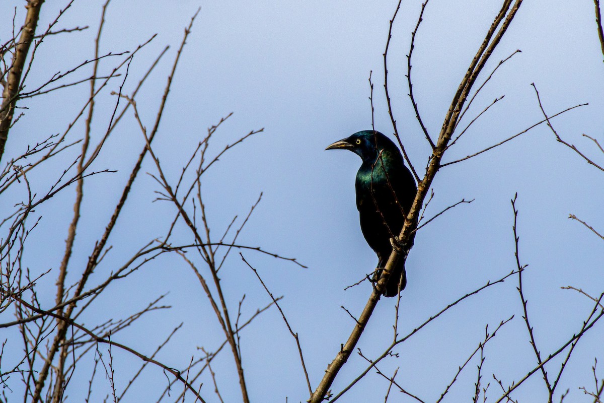 Common Grackle - ML646288937