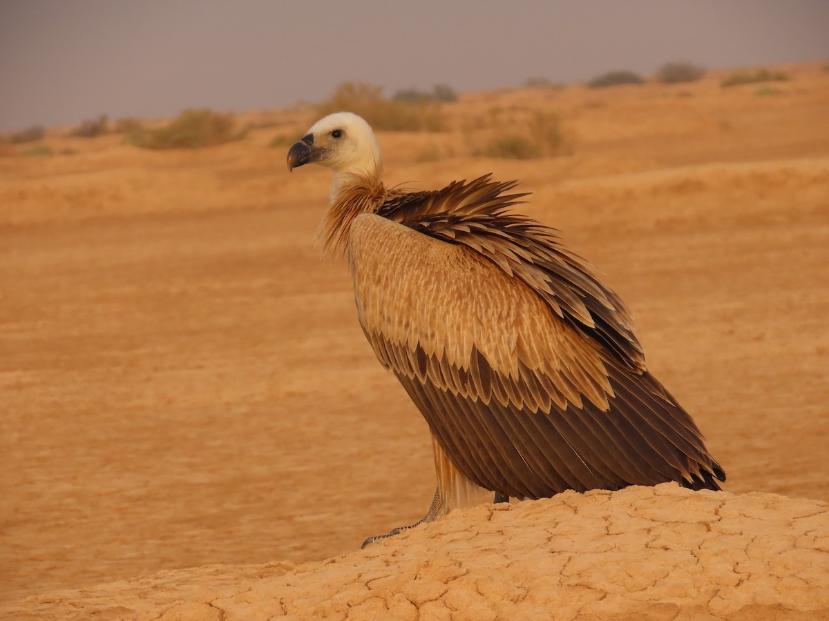 Eurasian Griffon - ML646288938