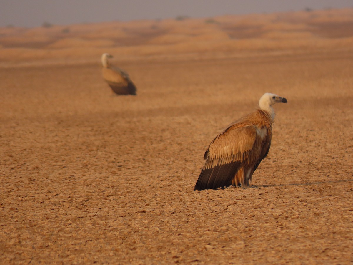 Eurasian Griffon - ML646288939