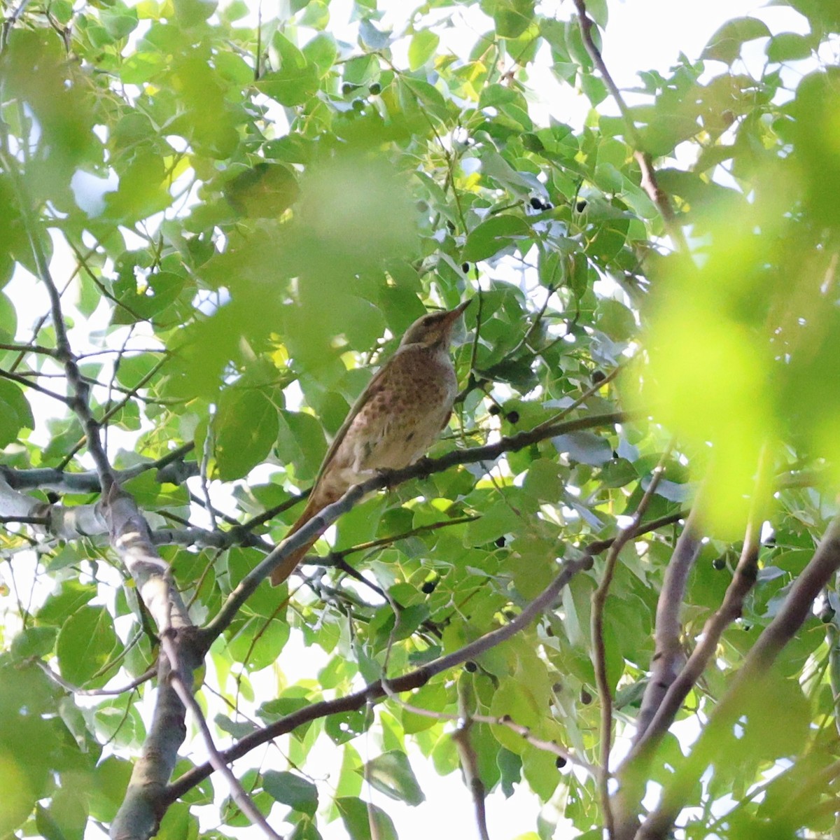 Kızıl Kanatlı Ardıç - ML646288941