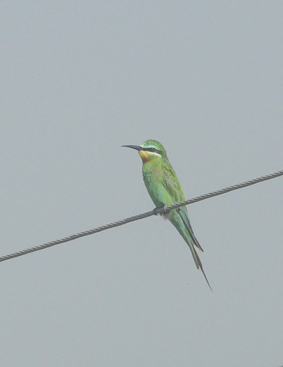שרקרק ירוק - ML646288942