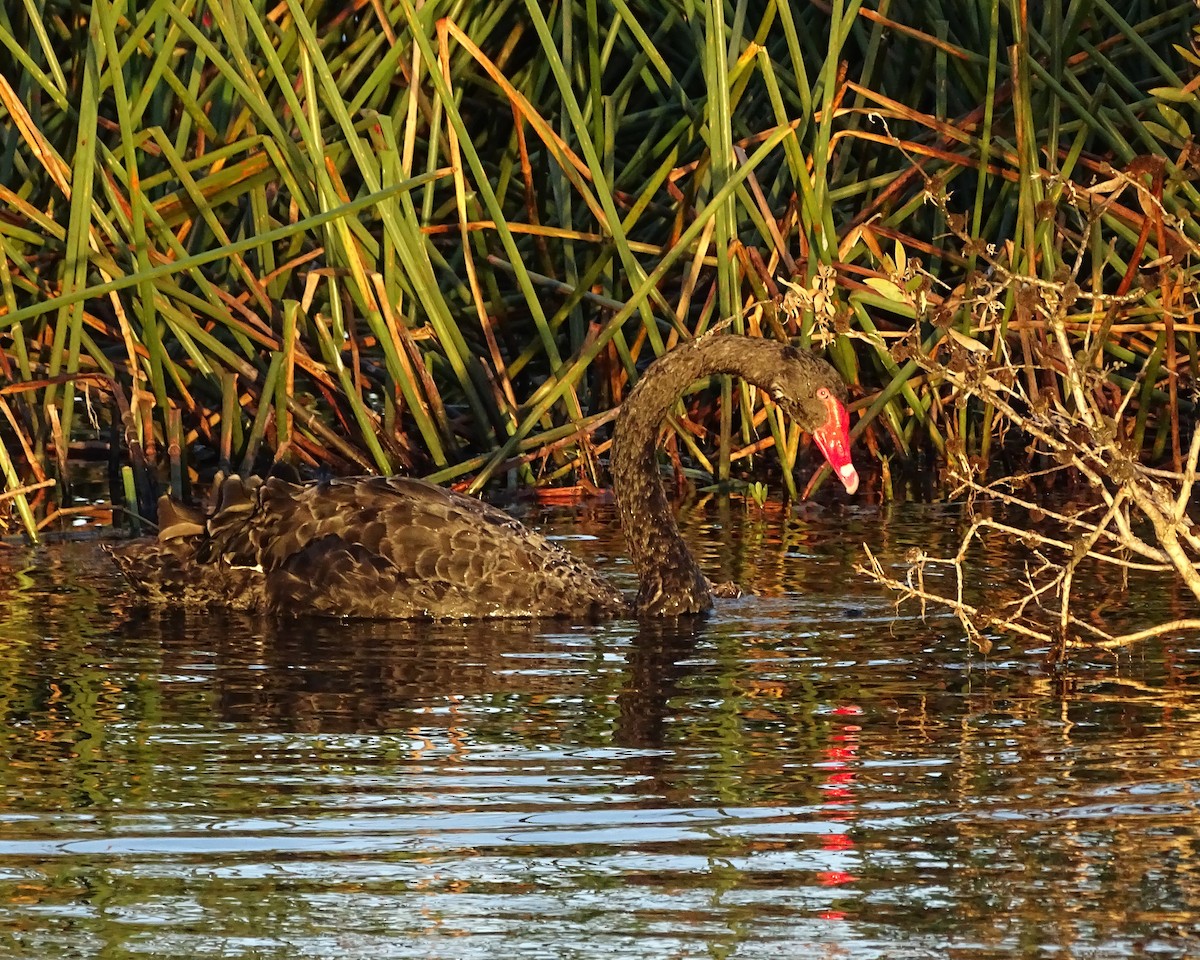 Cygne noir - ML646288943