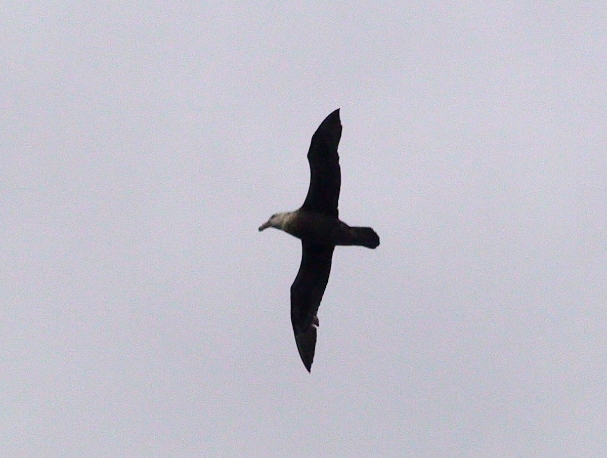 Pétrel géant - ML646288945