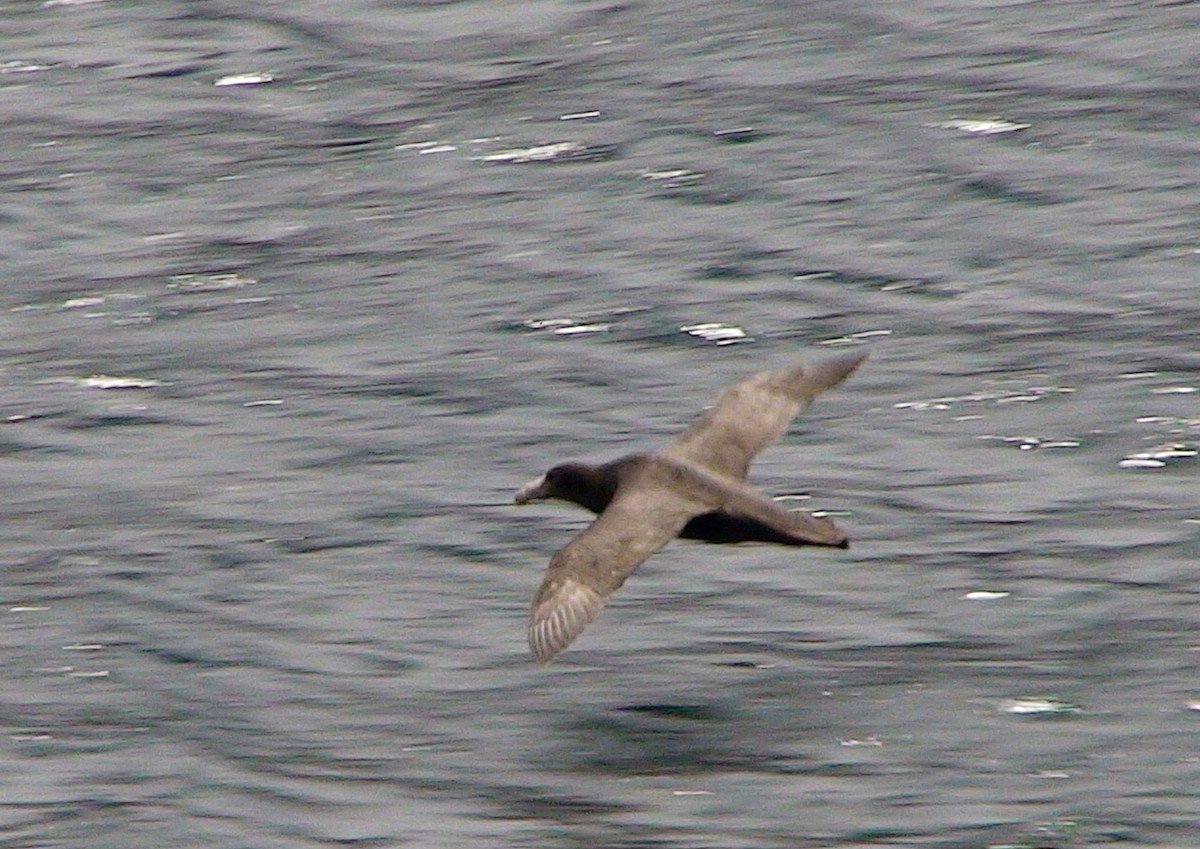 Pétrel géant - ML646288946