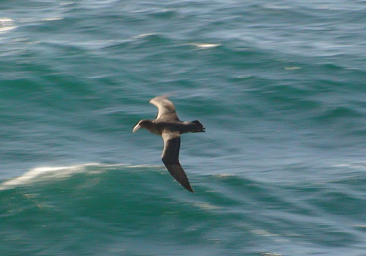 Pétrel géant - ML646288947