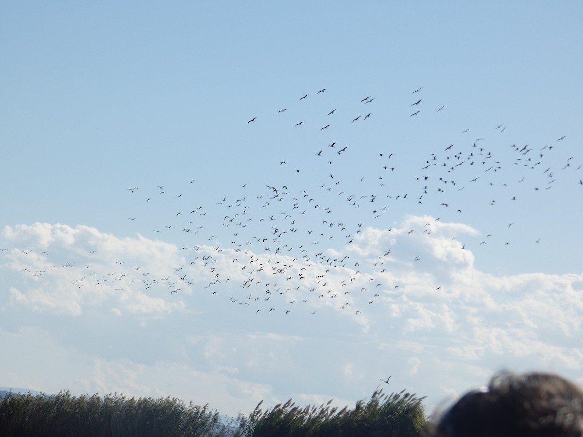 Ibis falcinelle - ML646288948