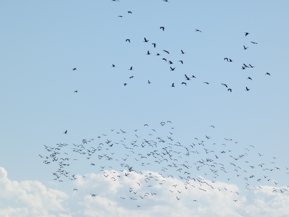 Ibis falcinelle - ML646288949