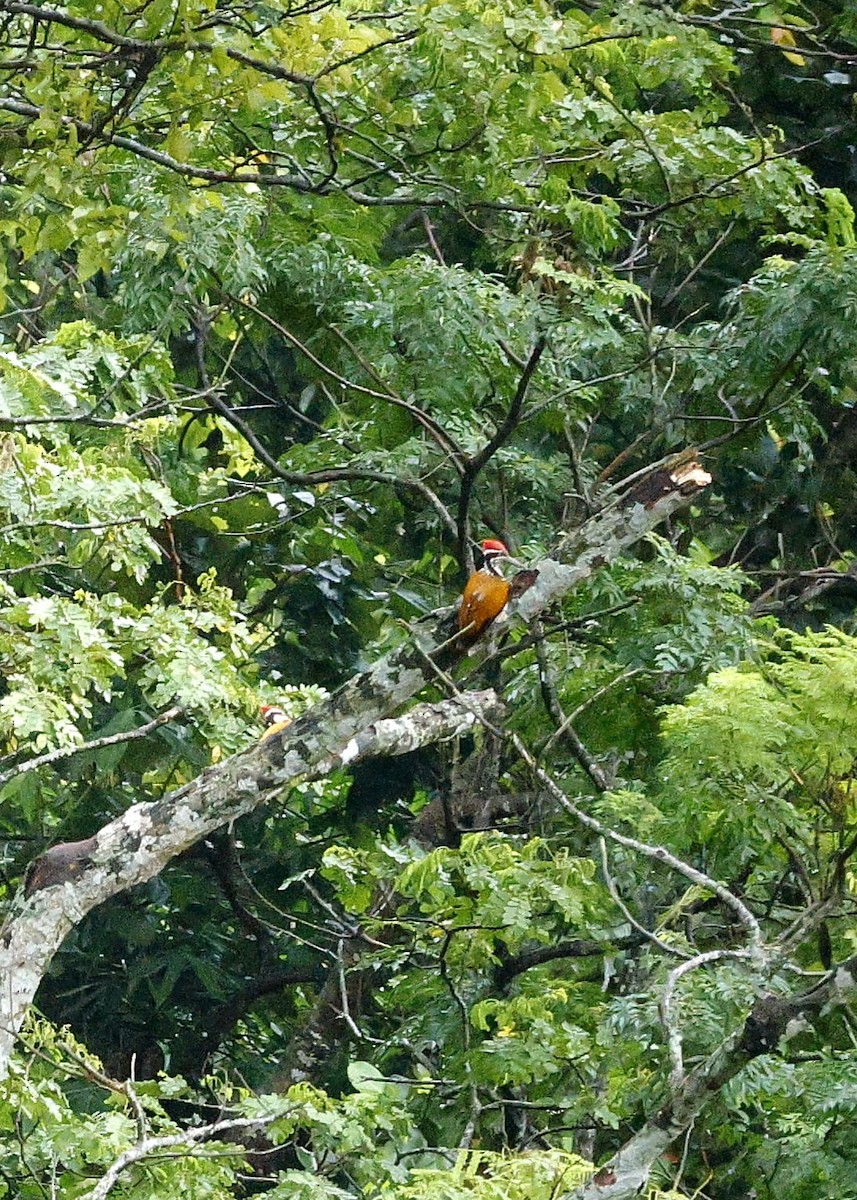 Pic de Tickell - ML646288950